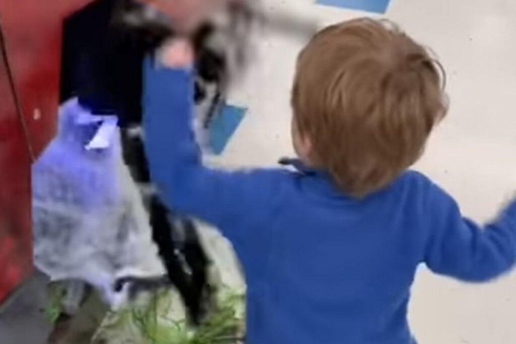 Charlie não gostou nada de ver uma aranha gigante!