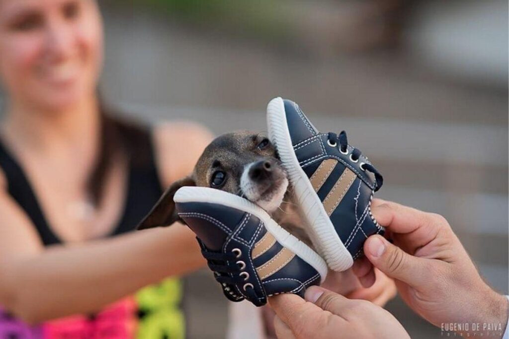 Gigante perdeu as patas por causa de um acidente com os antigos donos