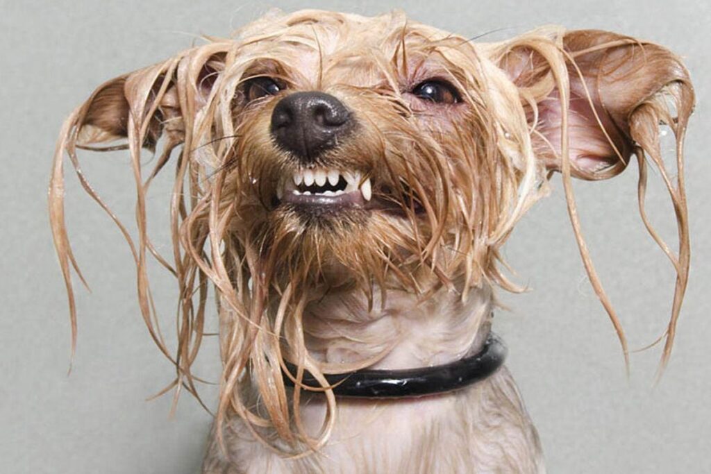 Ele não gostou nada de ficar molhado!