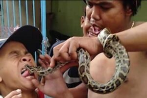 O menino mostrou a língua para a cobra e o bicho picou o garoto