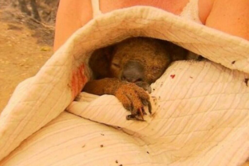 Toni Dohert entrou no meio das chamas