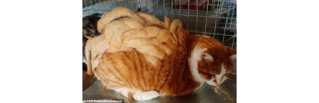 Chamade foi encontrado nas ruas da França