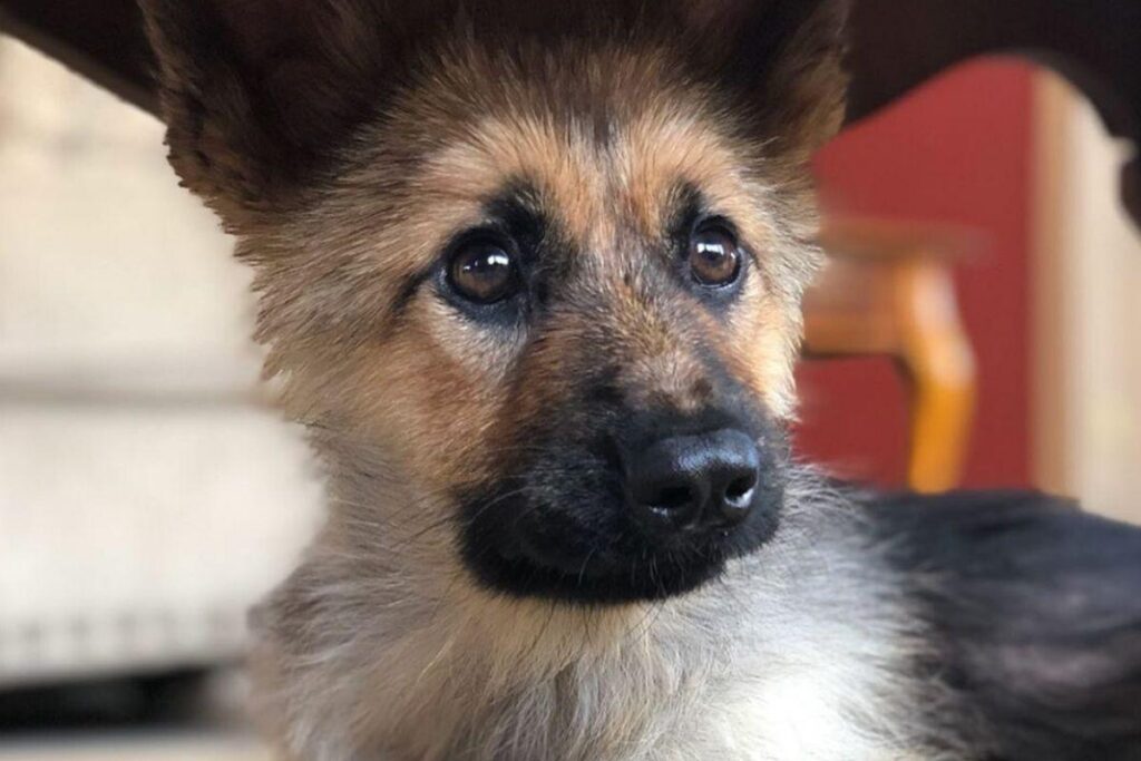 Os tutores de Ranger sempre notaram que havia algo de diferente nele