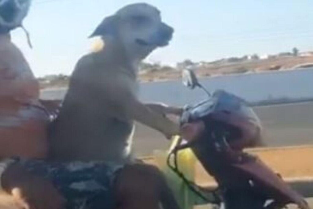 Os cachorros vão dominar o mundo!