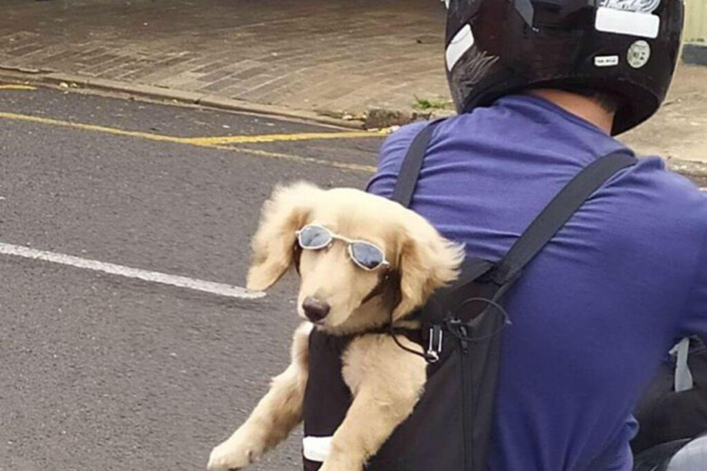 Ele estava usando uma touca de papai noel!