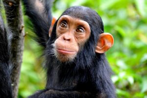 Macaco mata criança de 4 meses com pedra dentro de casa / Imagem ilustrativa