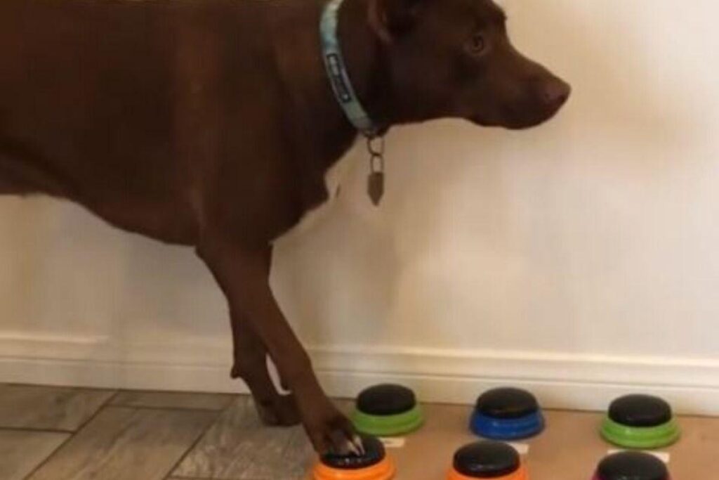 Christina Hunger ensinou sua cachorra Stella a falar