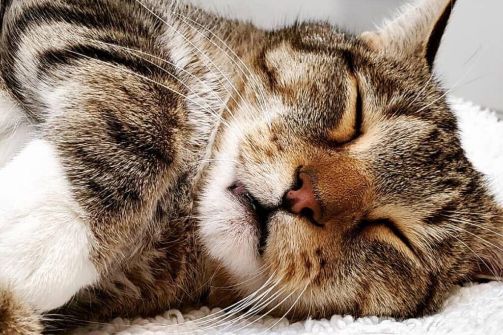 Parece que Quilty não gostava muito de ficar preso