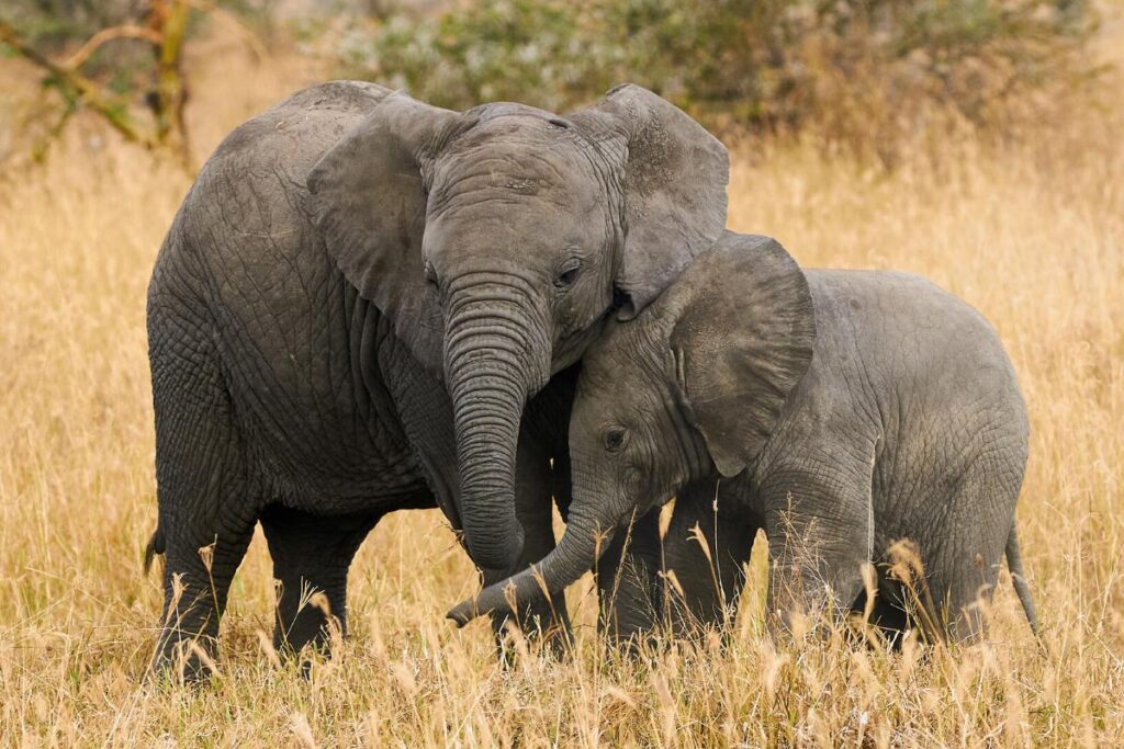 Elefante sente muito orgulho de seu filhote recém-nascido