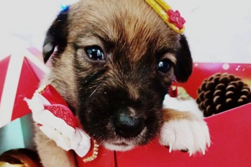 “Quem sabe você não adote o seu melhor presente de Natal”, escreveu a ONG