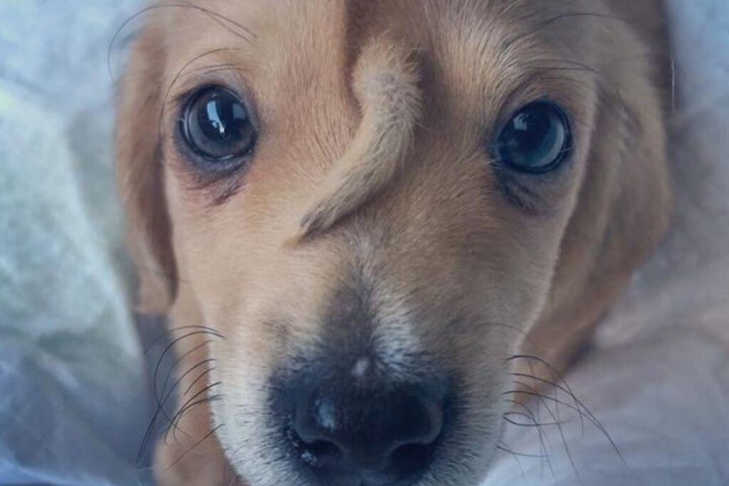 Ele tem 10 semanas agora