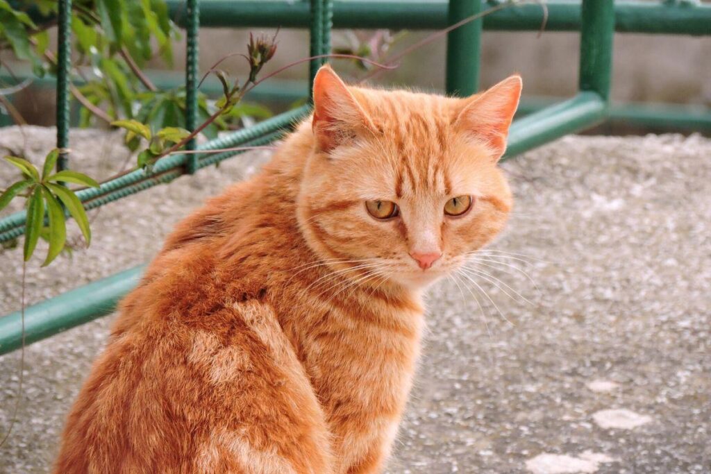 As crianças são muito fãs do Garfield