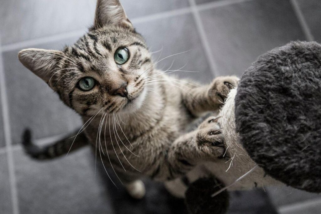 O gato se chama Parmesão