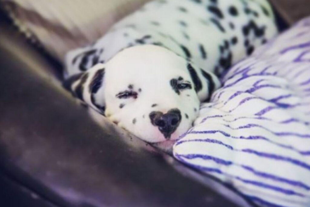 Ele chamou a atenção da dona pela mancha