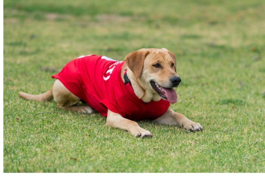 Time de futebol mexicano adotou uma cachorra depois dela ter invadido o gramado.