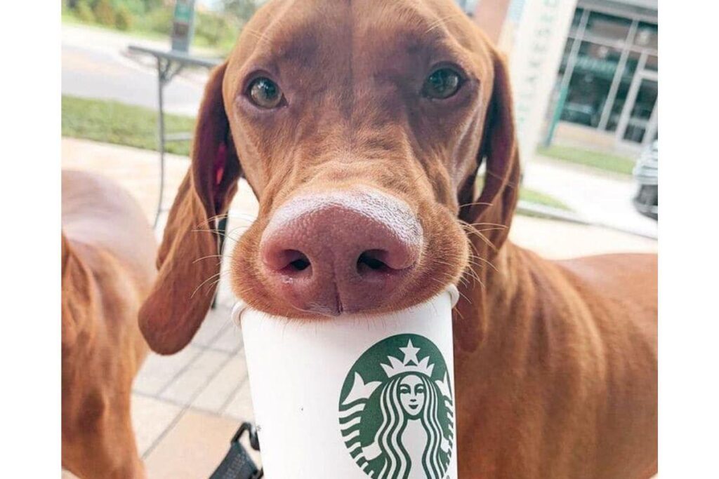 Os donos de cachorros poderão levar uma bebida gratuita ao consumir na rede