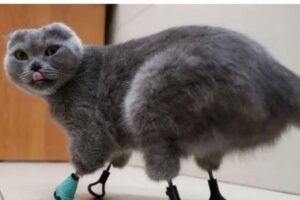 A gata Dynka com as próteses que ganhou.