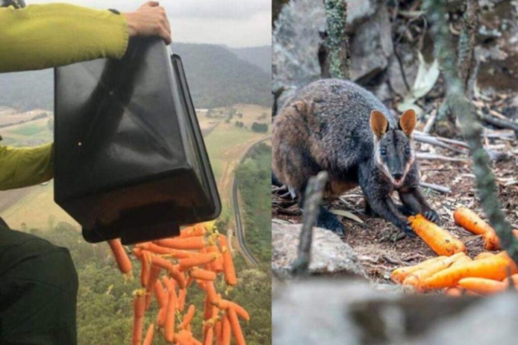 Algumas espécies continuam ameaçadas por causa dos incêndios