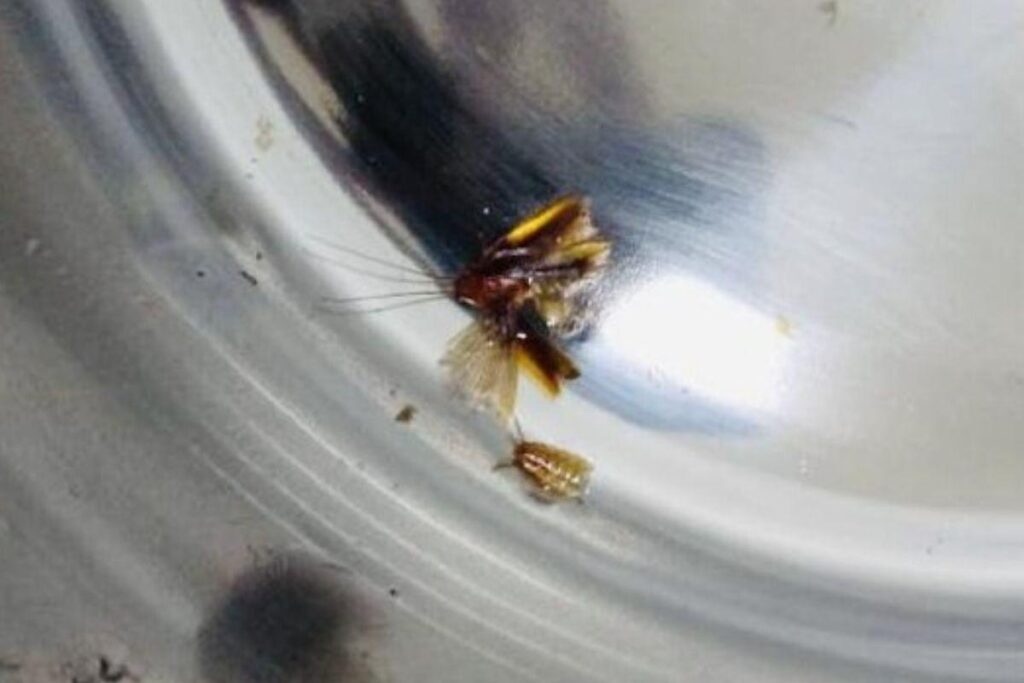 O caso aconteceu em Mato Grosso do Sul