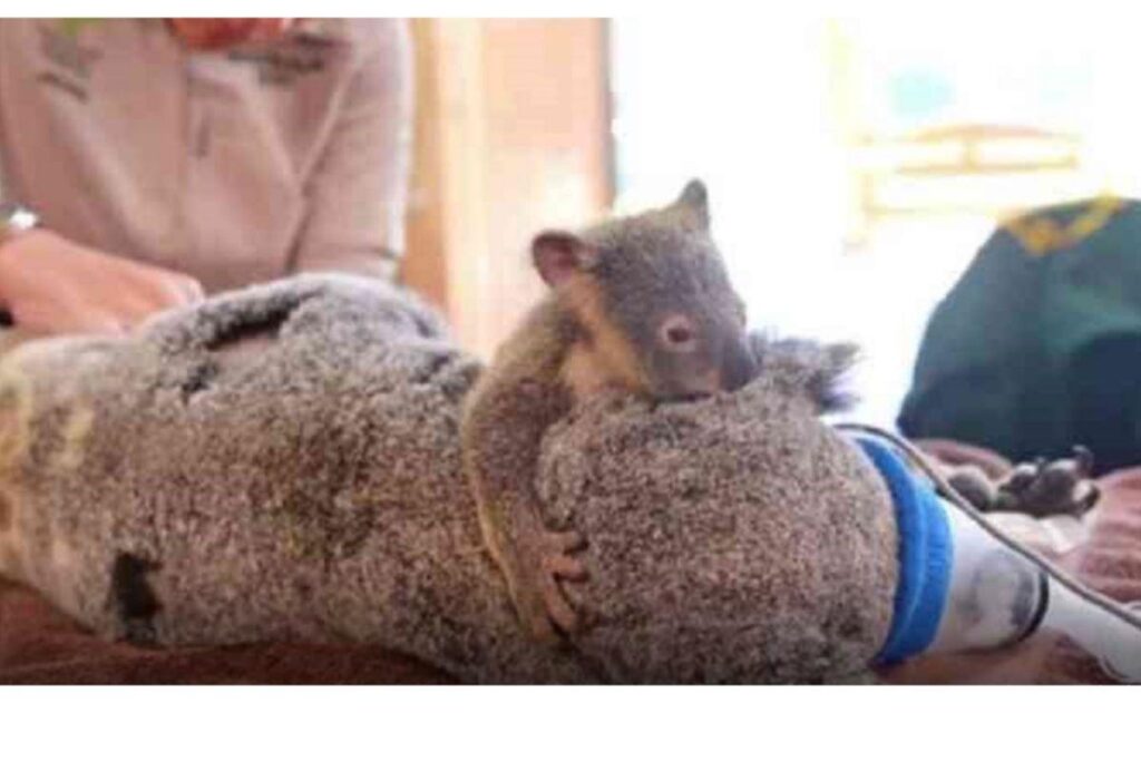 Bebê coala não sai de perto da mãe durante cirurgia