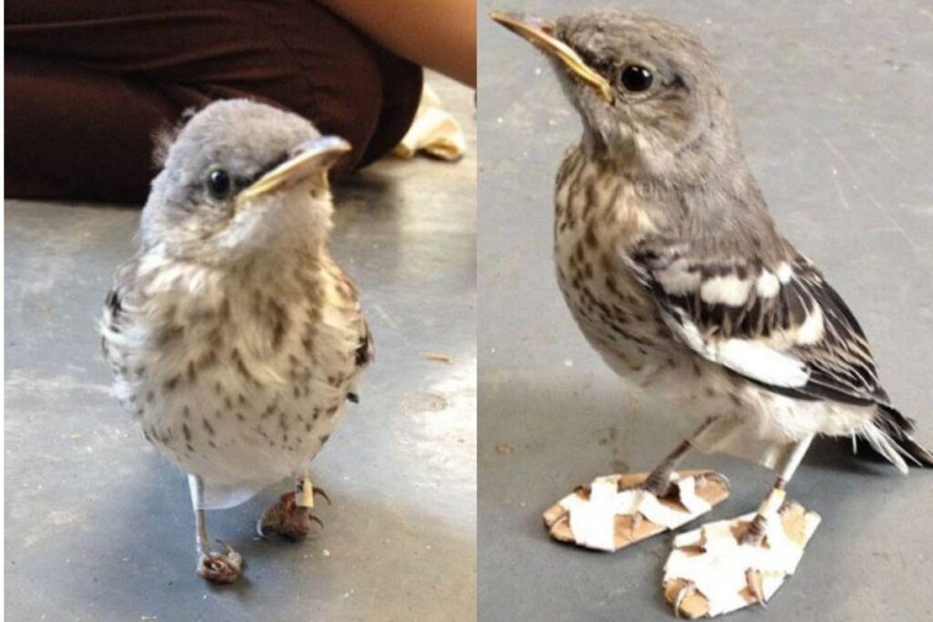 O passarinho ficou muito fofo com os sapatinhos