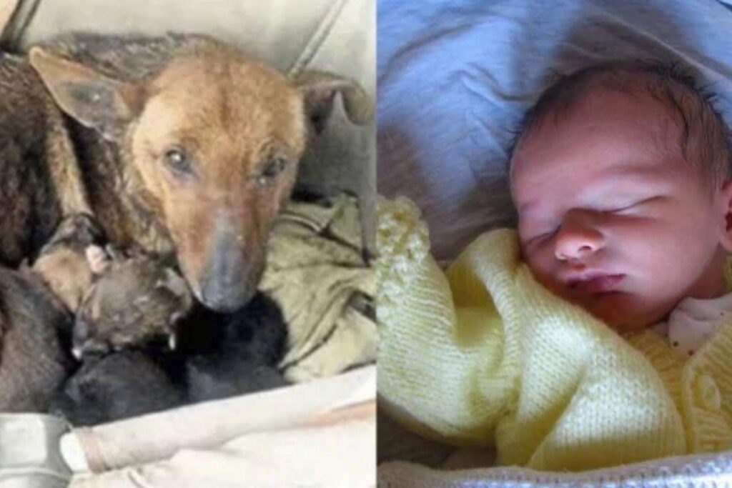 O bebê foi achado no meio dos filhotes