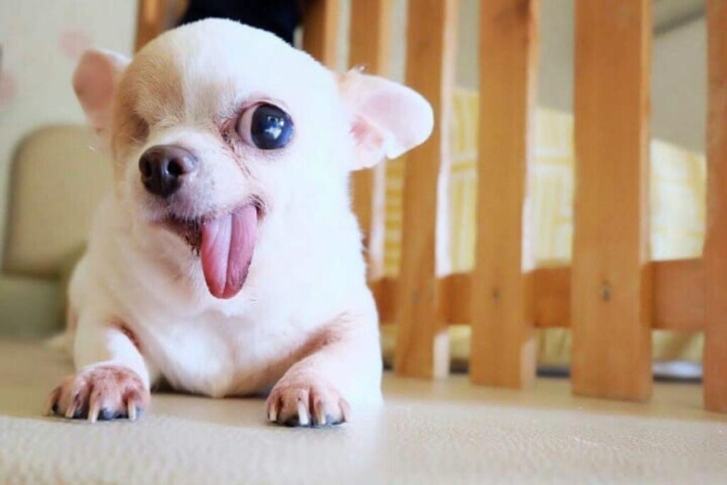 Fantasia personalizada