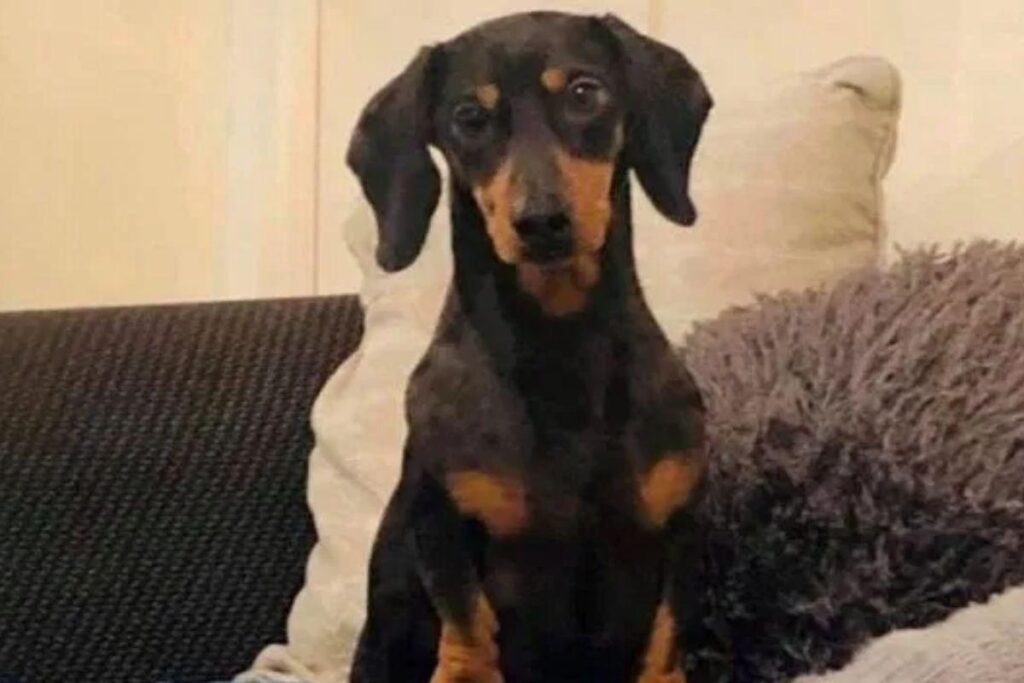 Frank passeou muito por aí!