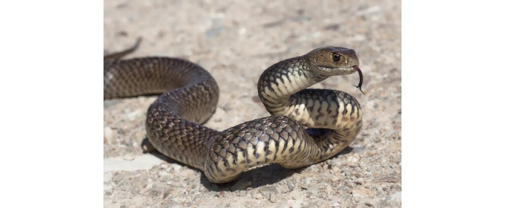 Cachorro protegeu criança de ataque de cobra / Imagem ilustrativa