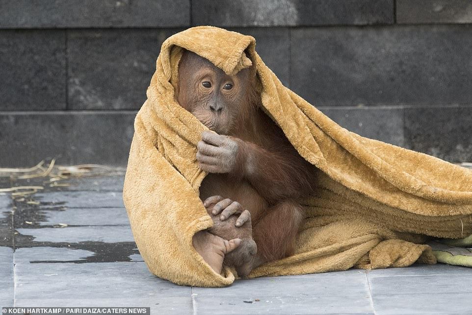 Quem vê essa carinha não imagina que Berari faz birras!