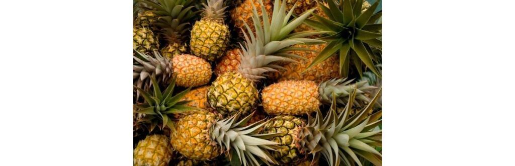 Além de muito gostoso, o abacaxi traz benefícios para a saúde
