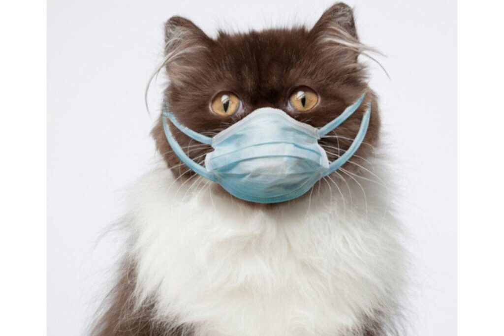 Homem e seu cachorro