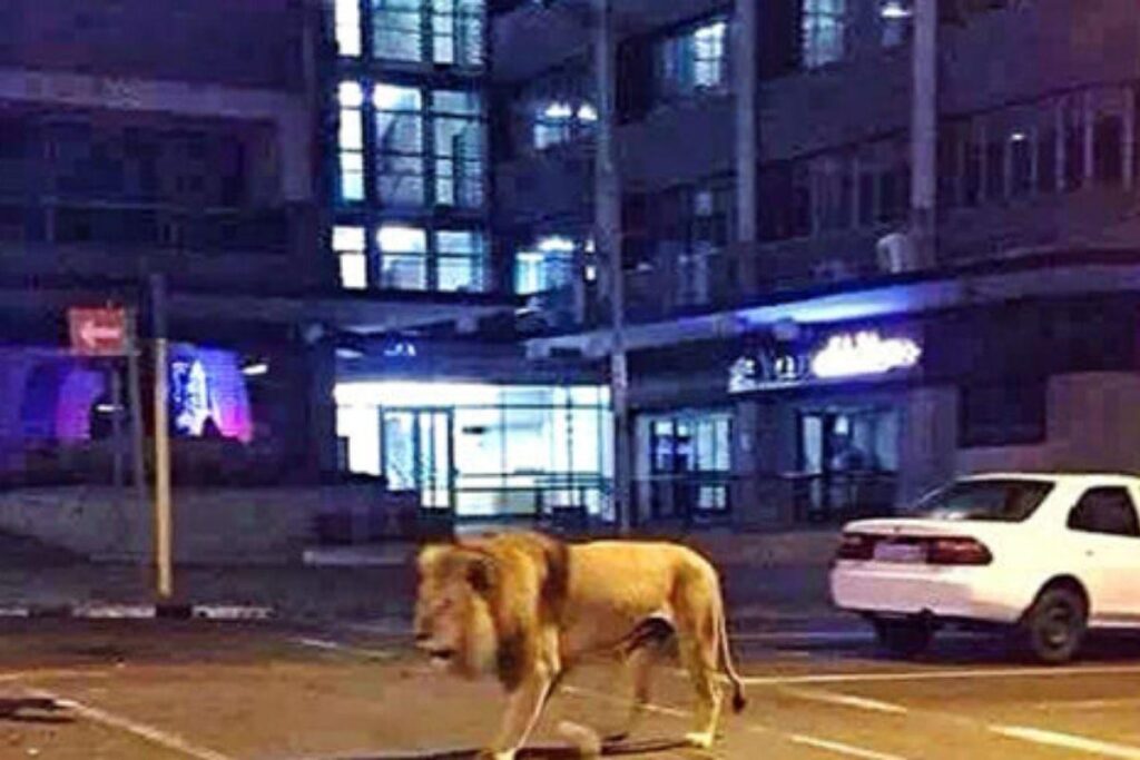 É Fake que o governo da Rússia soltou 500 leões nas ruas