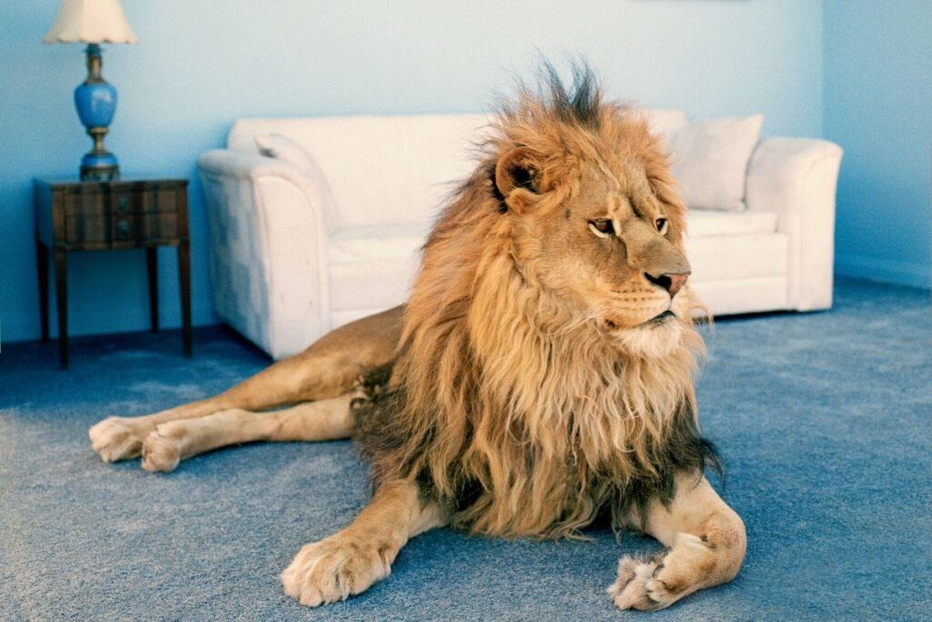 Google lança ferramenta para ver animais em 3D