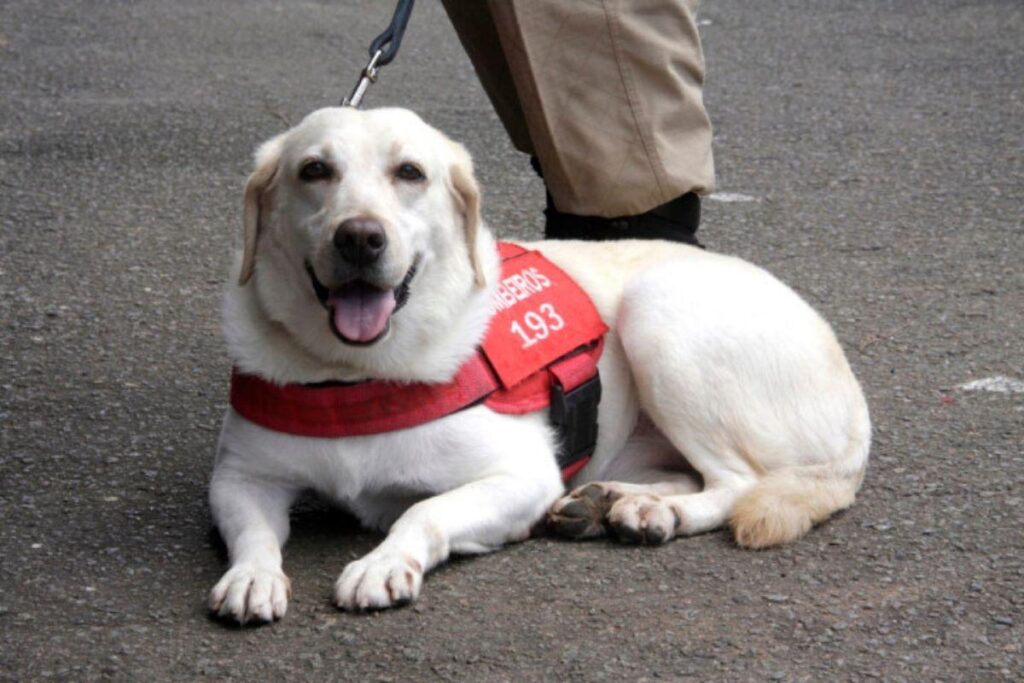 Corpo de Bombeiros e Hanna