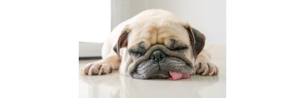 Primeiro cachorro a testar positivo para covid-19 nos Estados Unidos