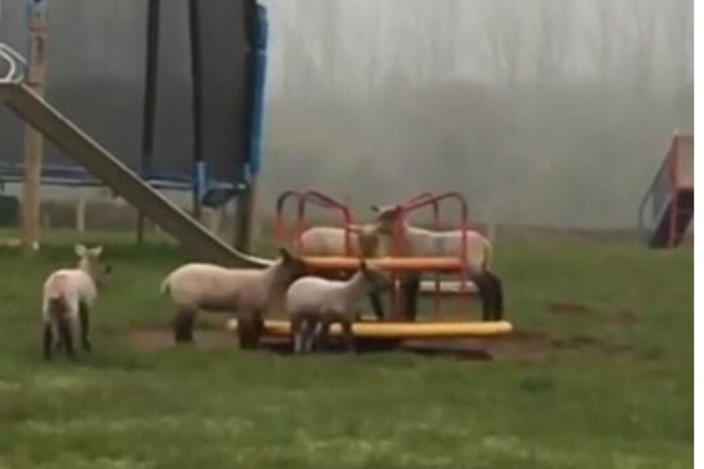 Ovelhas invadem parquinho no Reino Unido