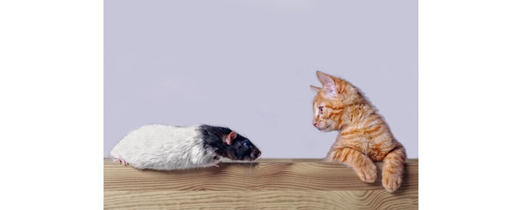 Vídeo de gato e rato surpreende internautas