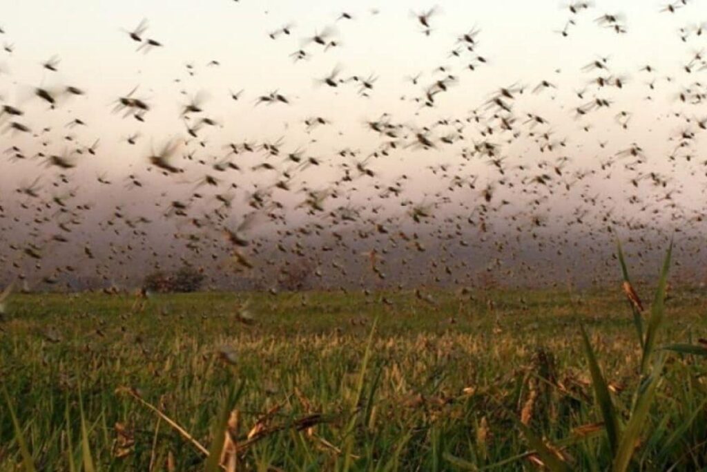 Os insetos podem destruir plantações inteiras