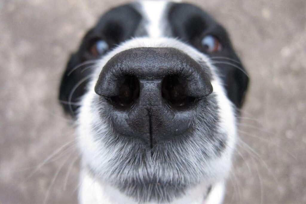 Veja como ajudar o seu melhor amigo!