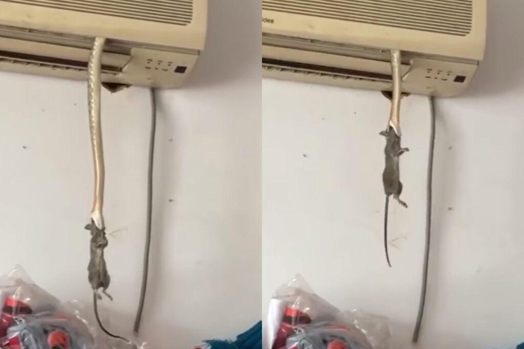 O caso aconteceu na Índia, em 2017