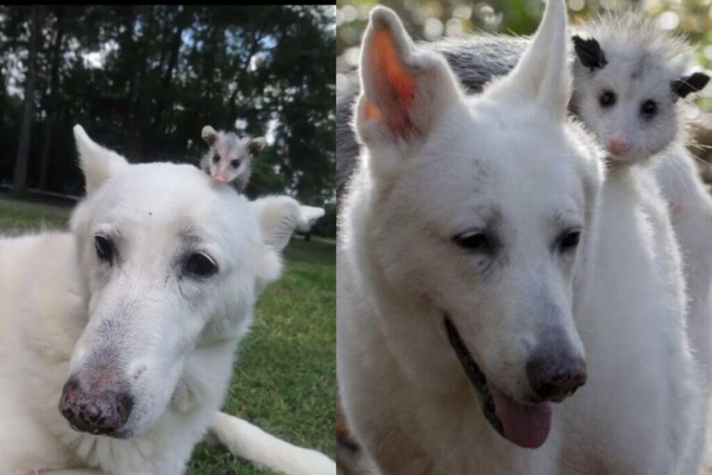 Os dois vivem juntos