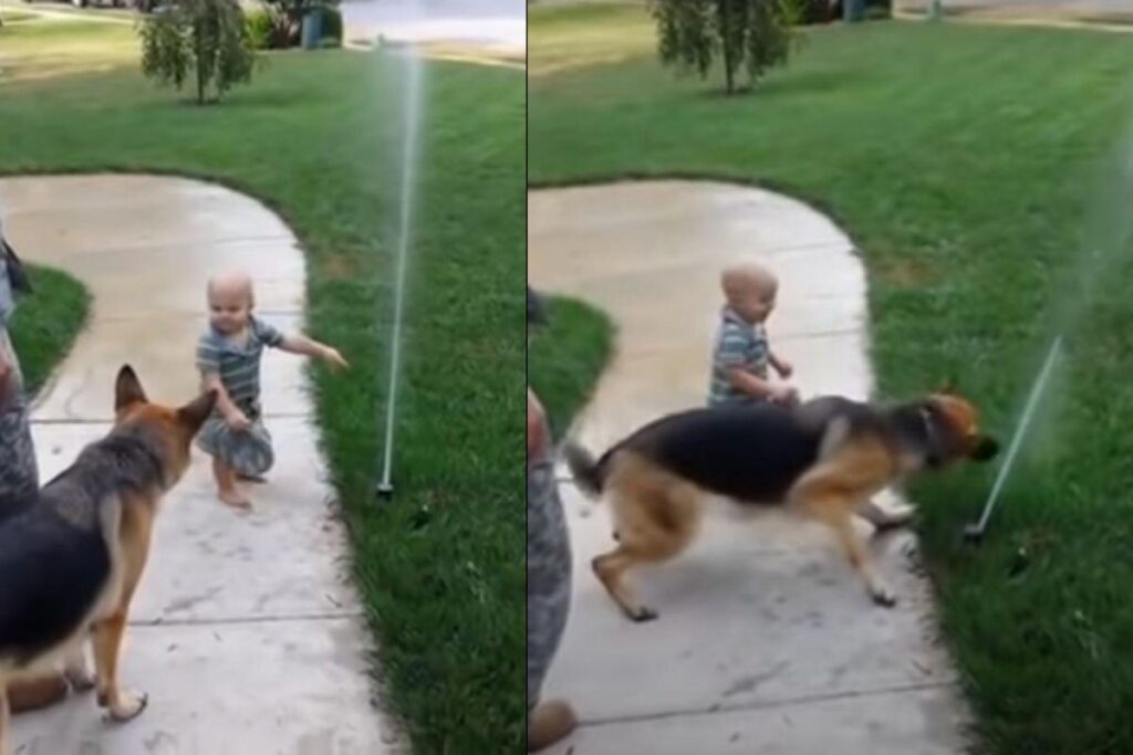 Bebê mostra o talento ao ajudar pastor alemão a perder medo de irrigador