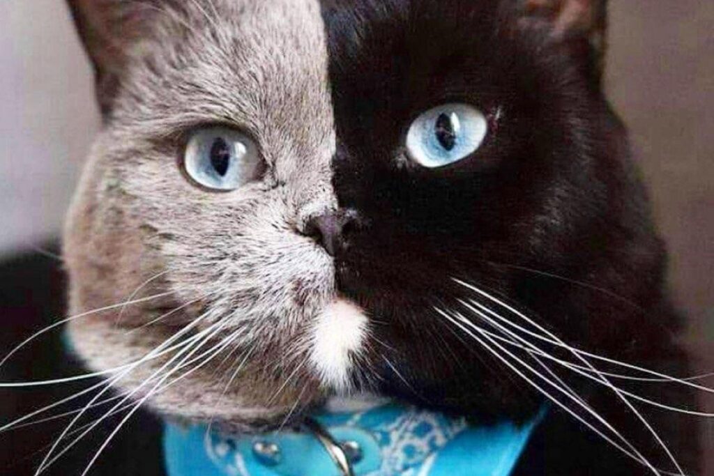 Ele tem mais de 200 mil seguidores nas redes sociais!