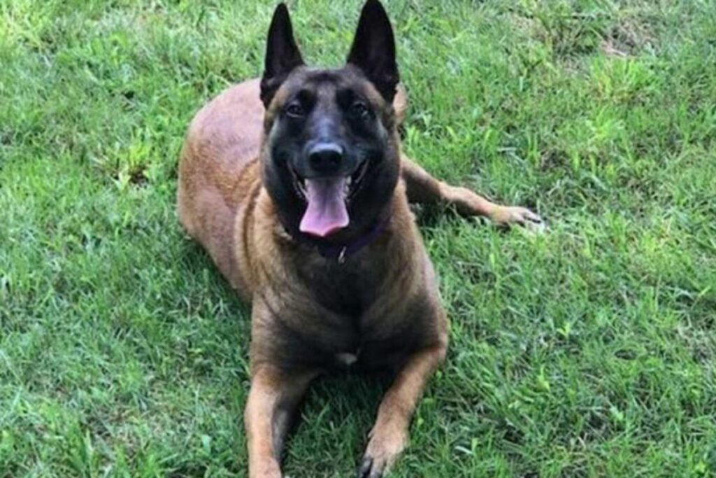 Cachorro salva família de incêndio – imagem ilustrativa