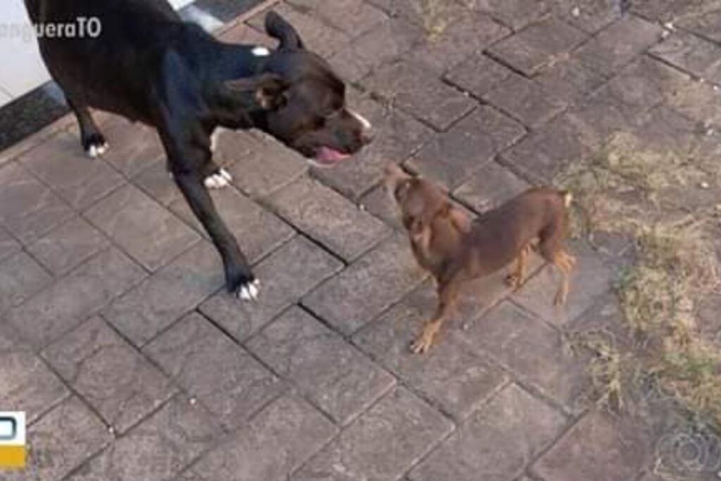 O veterinário explicou que o cruzamento é possível