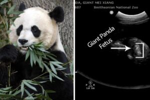 A fêmea Mei Xiang, de 22 anos, foi inseminada artificialmente em 22 de março com sêmen congelado do macho Tian Tian