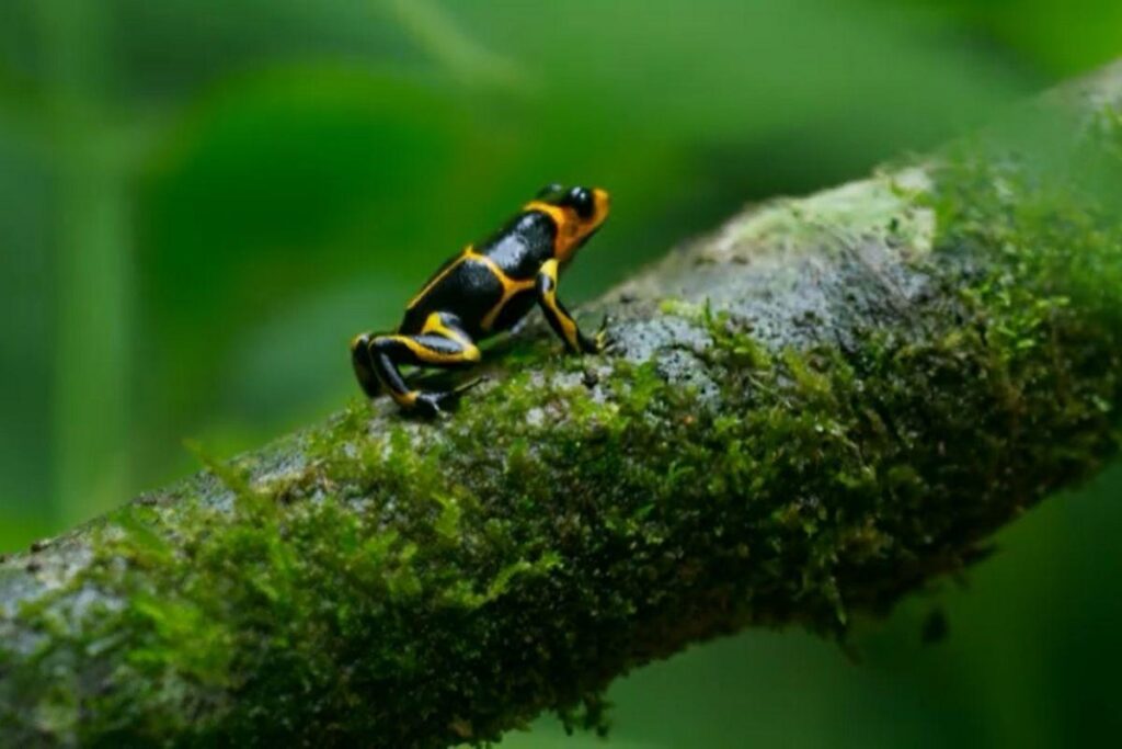 Os filhotes fiam dentro do berço, que tem uma mini poça d’água