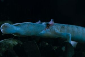 Filhotes de dragão são antigos predadores subaquáticos