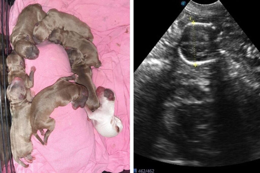 A família aumentou!